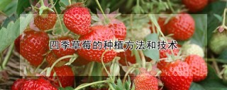 四季草莓的种植方法和技术,第1图