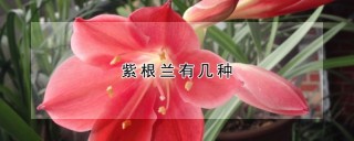 紫根兰有几种,第1图