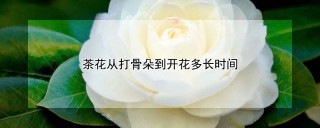 茶花从打骨朵到开花多长时间,第1图