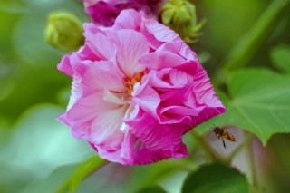 芙蓉花种子能种出花吗,第2图