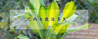 巴西木能活多久,第1图