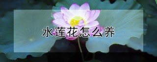 水莲花怎么养,第1图