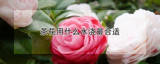 茶花用什么水浇最合适,第1图