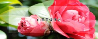 山茶花像什么,第1图