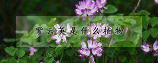 紫云英是什么植物,第1图