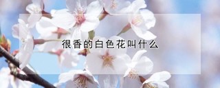 很香的白色花叫什么,第1图