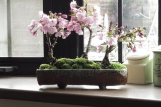 樱花盆栽好养吗，5步教你在家中养好樱花,第1图