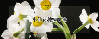 水仙花种植方法,第1图