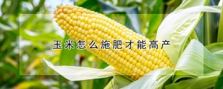 玉米怎么施肥才能高产,第1图