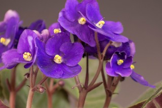 紫罗兰花为什么早上开花,第2图