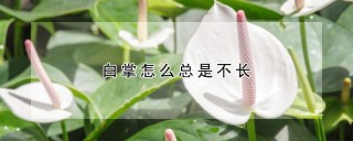 白掌怎么总是不长,第1图