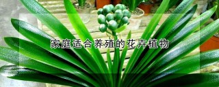 家庭适合养殖的花卉植物,第1图