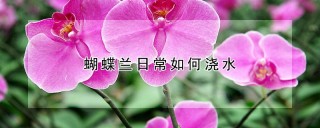 蝴蝶兰日常如何浇水,第1图