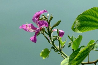 紫荆花的栽培与管理,第2图