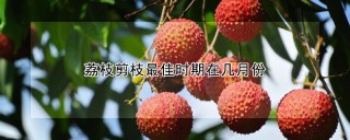 荔枝剪枝最佳时期在几月份,第1图