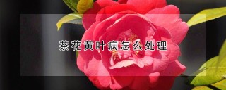 茶花黄叶病怎么处理,第1图