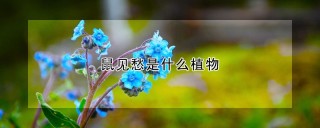 鼠见愁是什么植物,第1图