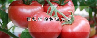 西红柿的种植方法,第1图