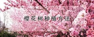 樱花树种植方法,第1图