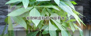 发财树皮软烂一按有水,第1图