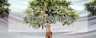 家里可以种桂花树吗,第1图