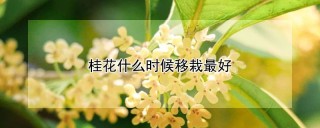 桂花什么时候移栽最好,第1图