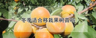 冬季适合移栽果树苗吗,第1图