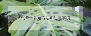 龟背竹养殖方法和注意事项,第1图