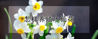 怎样养殖水仙花,第1图