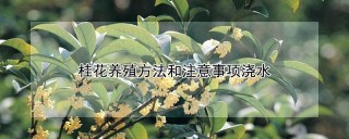 桂花养殖方法和注意事项浇水,第1图