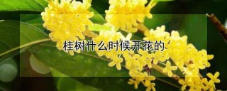 桂树什么时候开花的,第1图