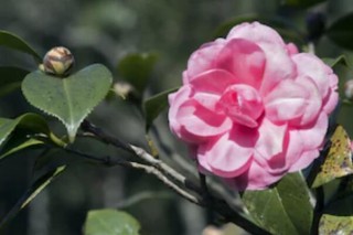 茶花病虫害有哪些，茶花的主要虫害及其防治,第1图