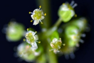 铜钱草开花了怎么办，分为留种处理和不留种处理,第1图