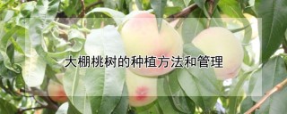 大棚桃树的种植方法和管理,第1图