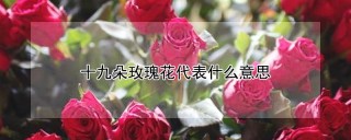 十九朵玫瑰花代表什么意思,第1图