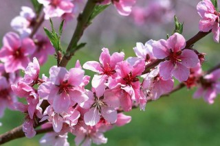 樱花和桃花的区别,第2图