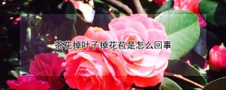 茶花掉叶子掉花苞是怎么回事,第1图