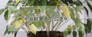 平安树夏天怎么浇水,第1图