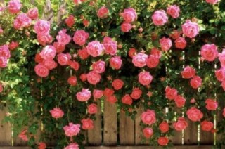 盆栽蔷薇花的养殖方法，注意光照充足、做好控水控肥,第2图