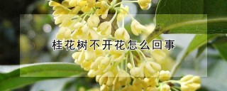 桂花树不开花怎么回事,第1图