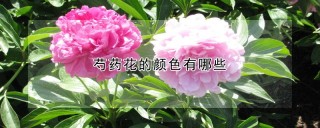 芍药花的颜色有哪些,第1图