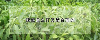 辣椒怎么打叉是合理的,第1图