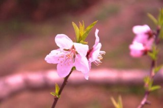 桃花冬天怎么养，北方地区需搬入室内养护,第3图