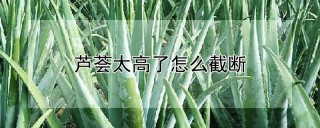 芦荟太高了怎么截断,第1图