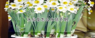 水仙花怎么水培不倒,第1图