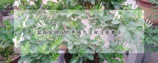 盆栽金银花的养殖方法和注意事项,第1图