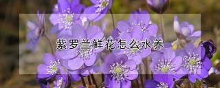 紫罗兰鲜花怎么水养,第1图