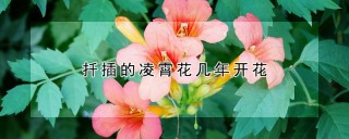 扦插的凌霄花几年开花,第1图