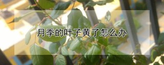 月季的叶子黄了怎么办,第1图