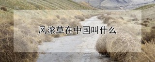 风滚草在中国叫什么,第1图